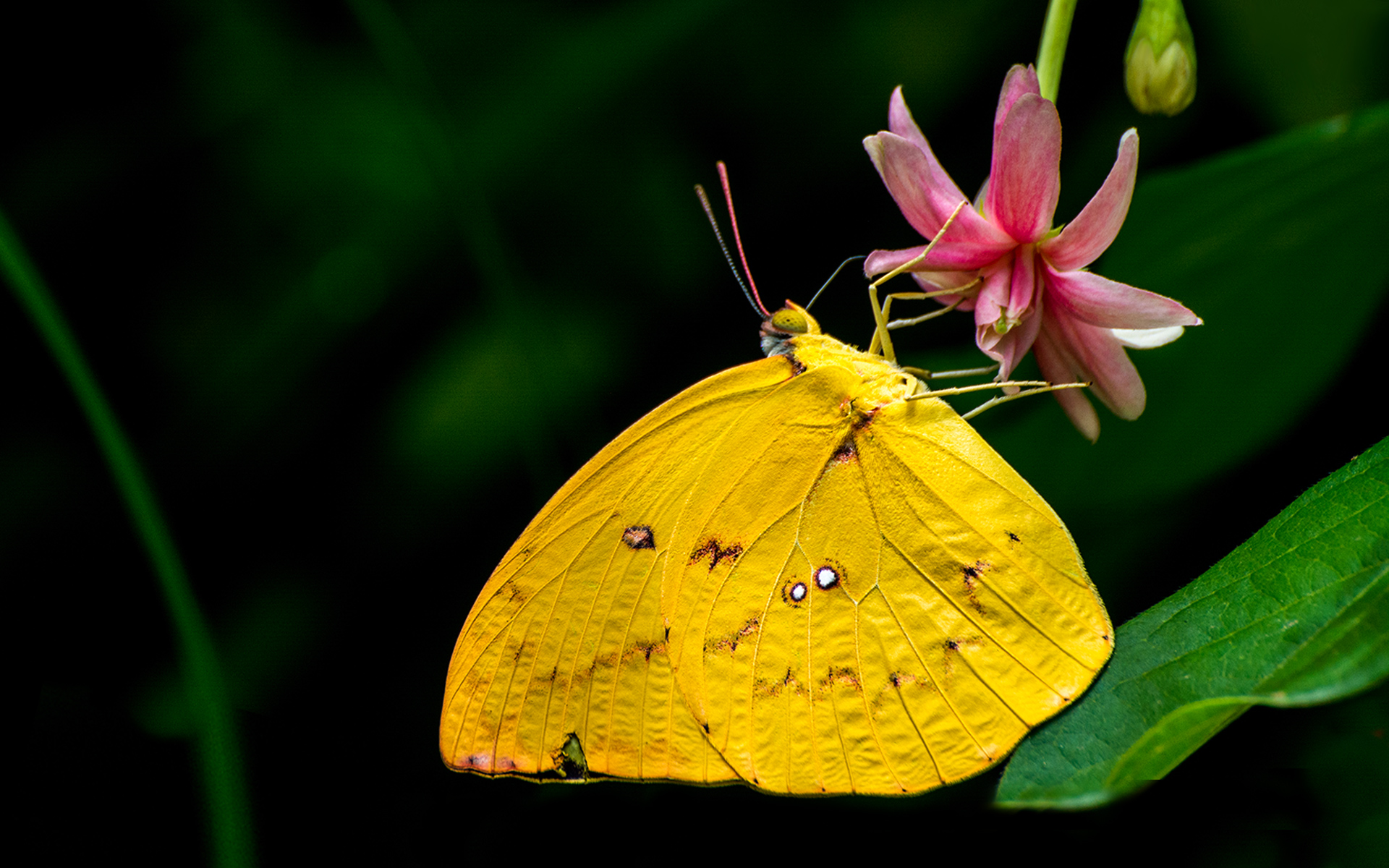 Лимонница желтая бабочка сидит. Жёлтая бабочка. Желто зеленая бабочка. Бабочка виндовс. Бабочки нежно желтые.