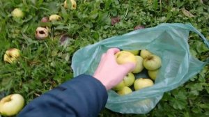 СОБИРАЮ ЯБЛОКИ АНТОНОВКУ В ЦАРСКОМ ЯБЛОНЕВОМ САДУ В КОЛОМЕНСКОМ!