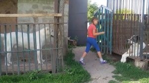 Девочка кормит двоих алабаев