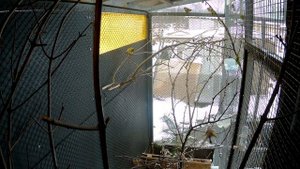 ВОЛЬЕР ДЛЯ ПТИЦ СВОИМИ РУКАМИ ЧАСТЬ 2