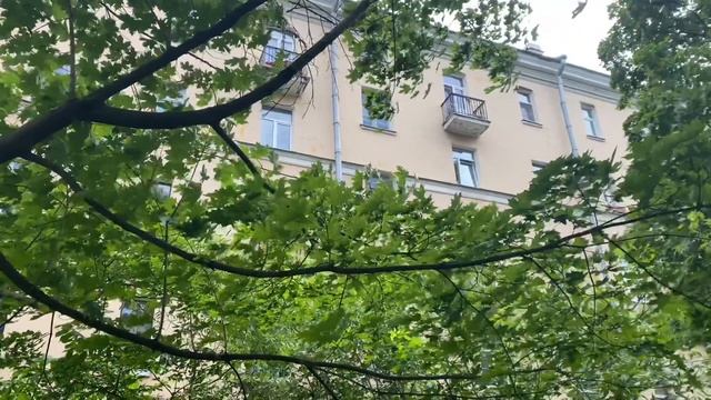 Стоит ли забираться на сухое дерево?