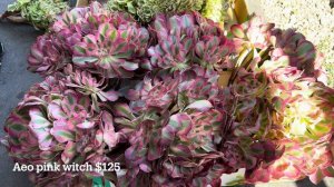 9/12/23 unbox: aeonium pink witch, black swans, golden emerald crest, monkey tail thornless 🌵❤️