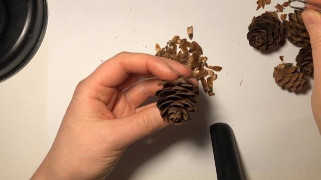 Как достать семена из шишки, если они не хотят доставаться.. смотреть онлайн