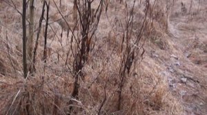 Иван чай. Как посадить? Да очень просто.