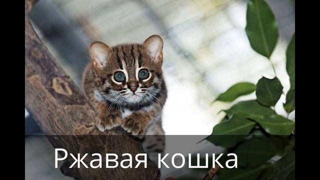 10 самых необычных пород кошек.