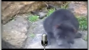 Тасманский дьявол.