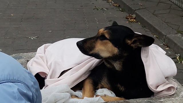 Собака - друг человека !🐶🐕🐶