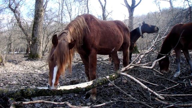 Переехали в Краснодарский край. Из города на землю. Купили старый саманный дом. Причины переезда. смотреть онлайн