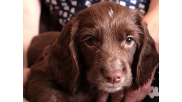 DELIVERY SYMPTOMS FOR DOGS in tamil смотреть онлайн