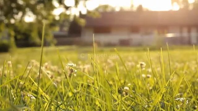 Alcholado ROSA GITANA смотреть онлайн