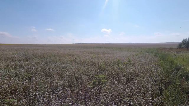 Прошли дожди и пошла гречиха собираем мёд ароматный! Чудесный нектар будет наш 2020 мёд! смотреть онлайн