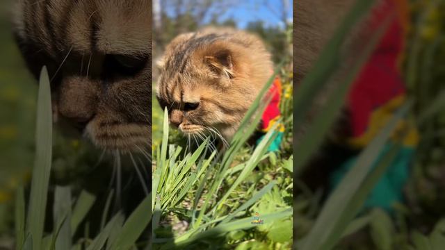 А какой ваш любимый салатик?🥗😸 #котики #юмор #животные