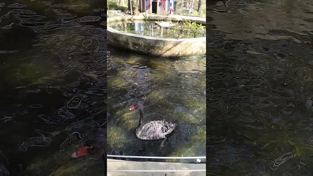 Белый лебедь и черные смотреть онлайн