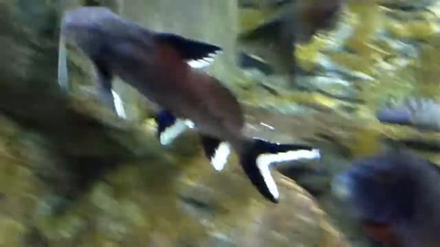 Synodontis Granulosa (Synodontis Granulosus) True Wild Caught смотреть онлайн