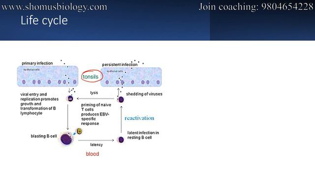 Epstein Barr virus (EBV) | infection, symptoms and life cycle смотреть онлайн