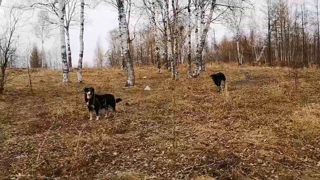 территория бывшей военской части п. ТАЕЖНЫЙ #самсебережиссер #комсомольскнаамуре