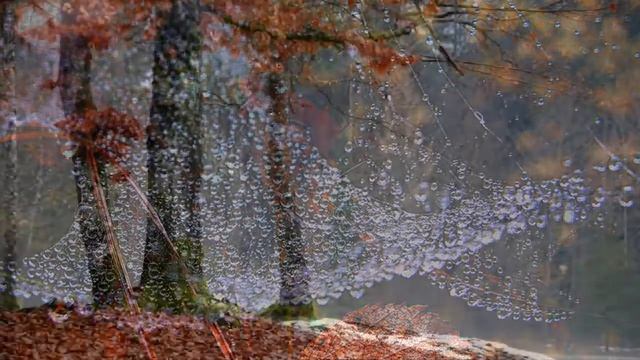 ПОЦЕЛУЙ ОСЕНИ. Восхищение 2020 смотреть онлайн