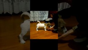 Джек Рассел Терьер  - 2 месяца, результаты первых дрессировок