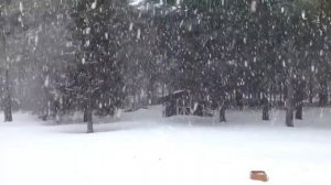 Снегопад, природа, релакс, звуки природы зимой Full HD