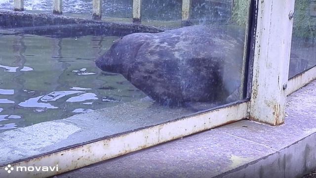 Влог / Московский зоопарк. Морской котик. / 8.04.22 год