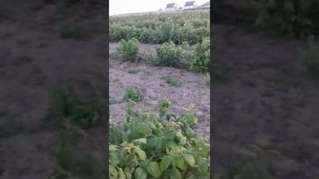 Малина однорічка Полка смотреть онлайн