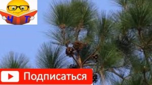 Михаил Лермонтов. «На севере диком стоит одиноко...»(сосна) аудио