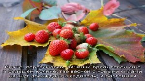 Легче предупредить, чем лечить — обработка клубники осенью от вредителей и болезней