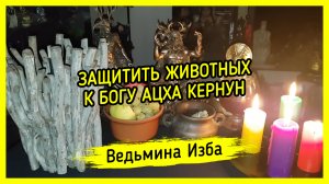 ЗАЩИТИТЬ ЖИВОТНЫХ. К БОГУ АЦХА КЕРНУН. ДЛЯ ВСЕХ. ВЕДЬМИНА ИЗБА ▶️ ИНГА ХОСРОЕВА