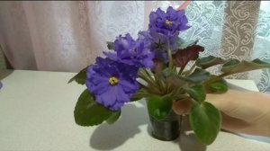 Идеальная розетка фиалки!!! Первое цветение фиалки!!! ЕК- Синеглазый Король. Видеообзор.