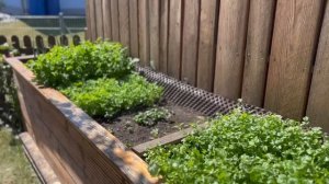 Высокие Грядки в саду как их правильно строить?Жарим-Парим-Наслаждаемся?В гостях у Элины❤️