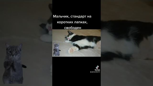 мальчик, Манчкин на коротких лапках