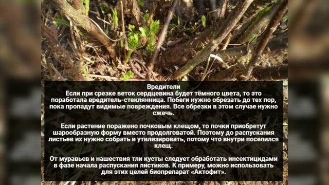 Чёрная смородина даст обильный урожай крупных ягод. Как получить ведро смородины с куста