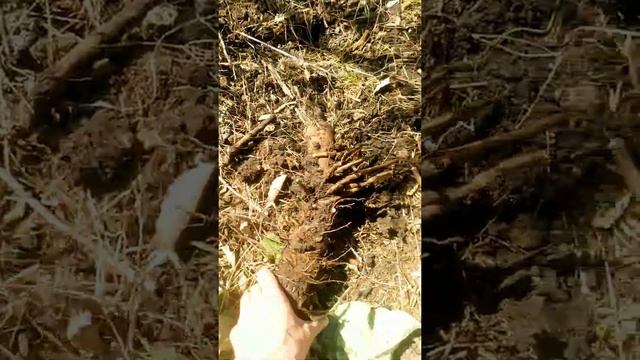 Корень лопуха и его добыча