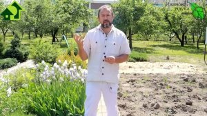 ДЕШЕВОЕ и ЭФФЕКТИВНОЕ СРЕДСТВО от ВСЕХ ВРЕДИТЕЛЕЙ! Устали бороться с тлями и клещами? Бипин поможет