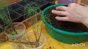 ТАМАРИКС, РАЗМНОЖЕНИЕ И УКОРЕНЕНИЯ В ДОМАШНИХ УСЛОВИЯХ.