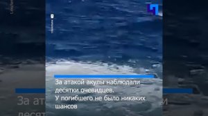 В Австралии большая белая акула напала на человека
