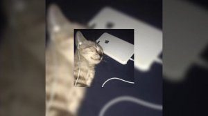 cas - cry (sped up)