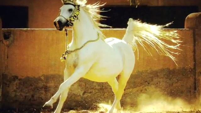 Лошади. Красивые уздечки! смотреть онлайн