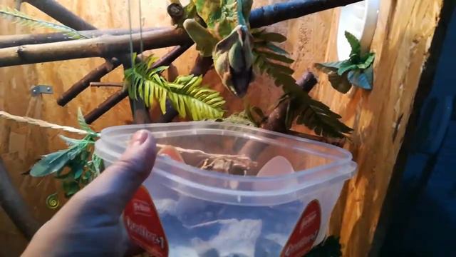 4 Dyno Cameleon Kameleon eating worm kameleon jede crva.RIP