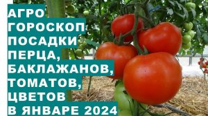 Золотые дни января 2024 для посадки перца, томатовGolden days of January 2024 for planting peppers