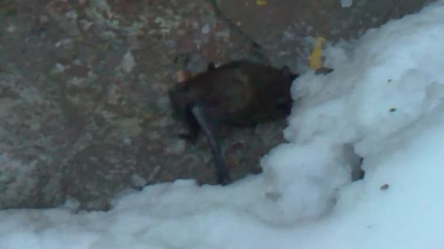 Летучая мышь зимой смотреть онлайн