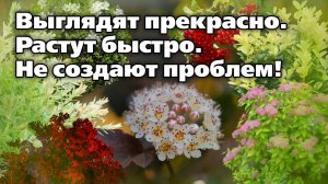 Декоративные кустарники. Очень яркие и неприхотливые