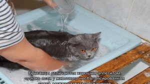 Британская короткошерстная кошка, коты и котята