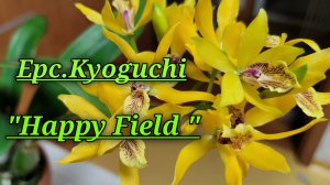 Epc.Kyoguchi "Happy Field" описание и уход.