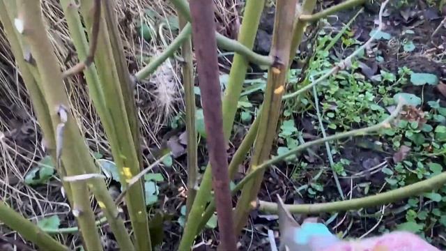 ОБРЕЗКА РОЗ И КЛЕМАТИСОВ в ДЕКАБРЕ. УБОРКА в ЦВЕТНИКЕ. . ОБЗОР МНОГОЛЕТНИКОВ. МОЙ ДОМ И САД. смотреть онлайн