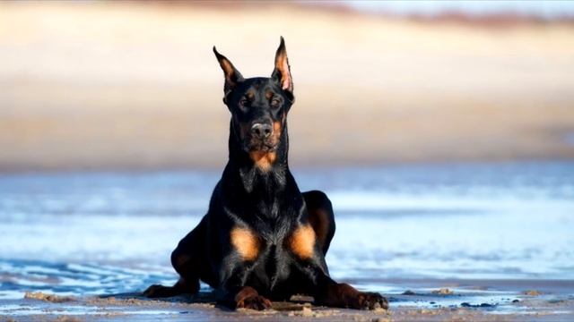 Топ 10 самых умных собак в мире!