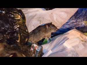 Крыса проявила себя... я тебя нашёл