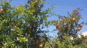 Плоды ГРАНАТА в открытом грунте