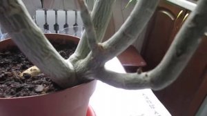 адениум пересадка и обрезка 1часть