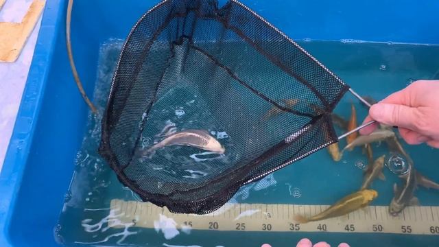 Мини пруд своими руками/Проверяю на сколько выросли маленькие Карпы Кои смотреть онлайн